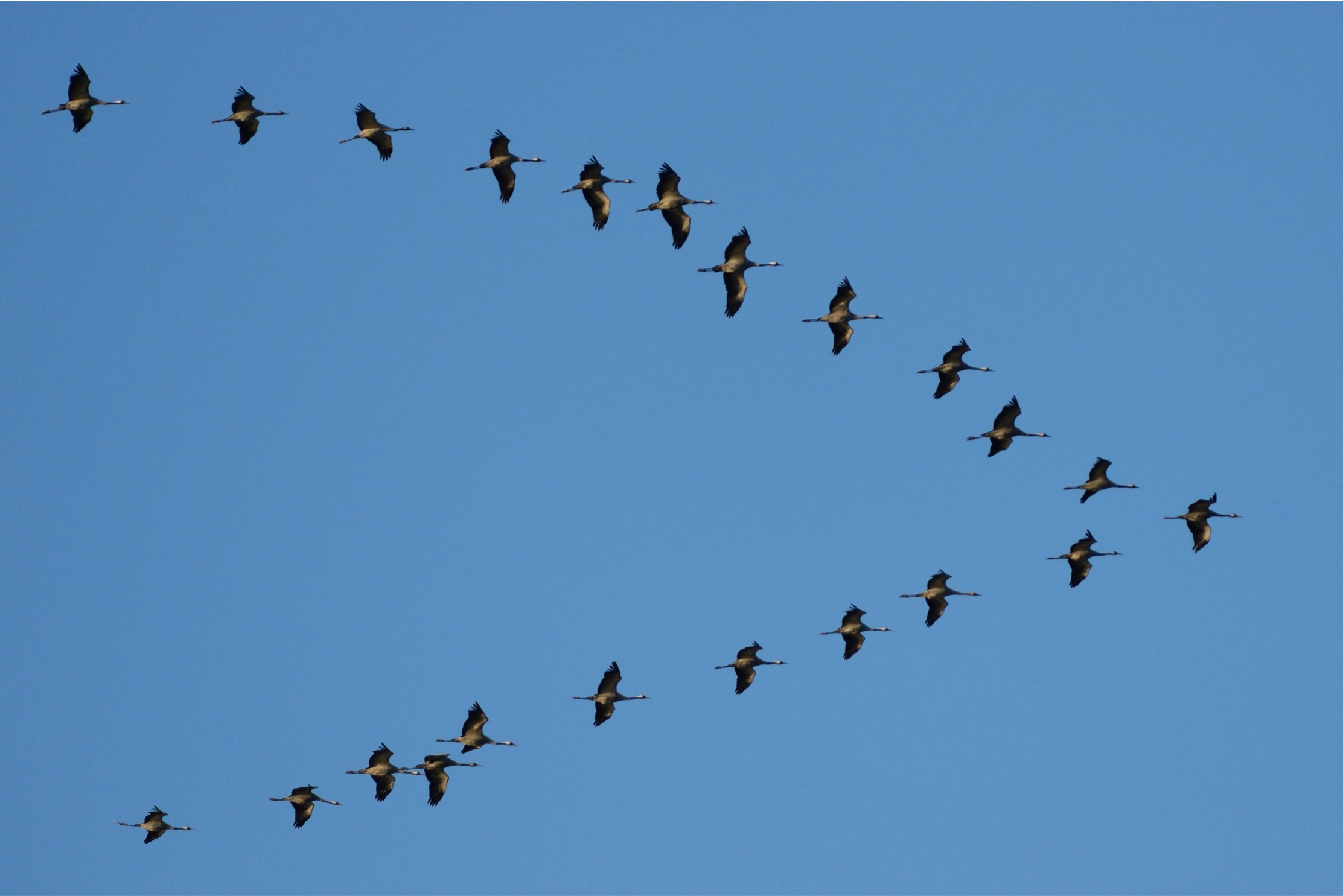 Vögel fliegen in V-Formation